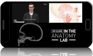 Professor Cotofana Anatomy review