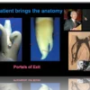 Working Length in Endodontics